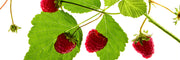 Raspberry & Rhubarb