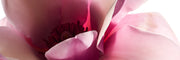 Floral Fragrances
