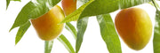 Gourmand Fragrances